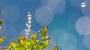 Наша Сибирь 4К: Японское море