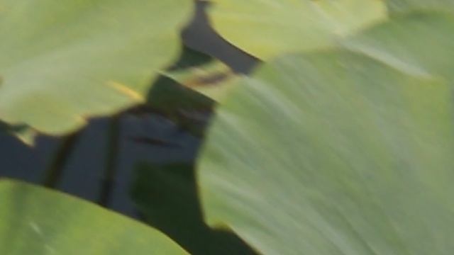 DSCN8180Лотосовый рай бассейн санатория ЛАГА июль 2025