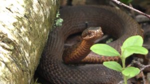 Гадюки не спят! В лес по грибы!