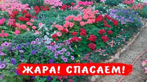 Как помочь растениям в аномальную жару?