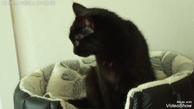 Мариуполь 🛥️⚓ МОИ ЛЮБИМКИ 🐈🐈🐈🖥️☕🌞жара😓 смотреть онлайн