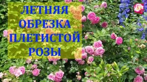 ЛЕТНЯЯ ОБРЕЗКА ПЛЕТИСТОЙ РОЗЫ