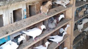 12.07.2025г Голуби Александра г .Кашира Московская область ч.1