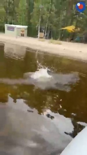 Сломанный кот 😸💦