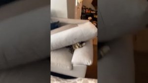 Кошечки и собачки