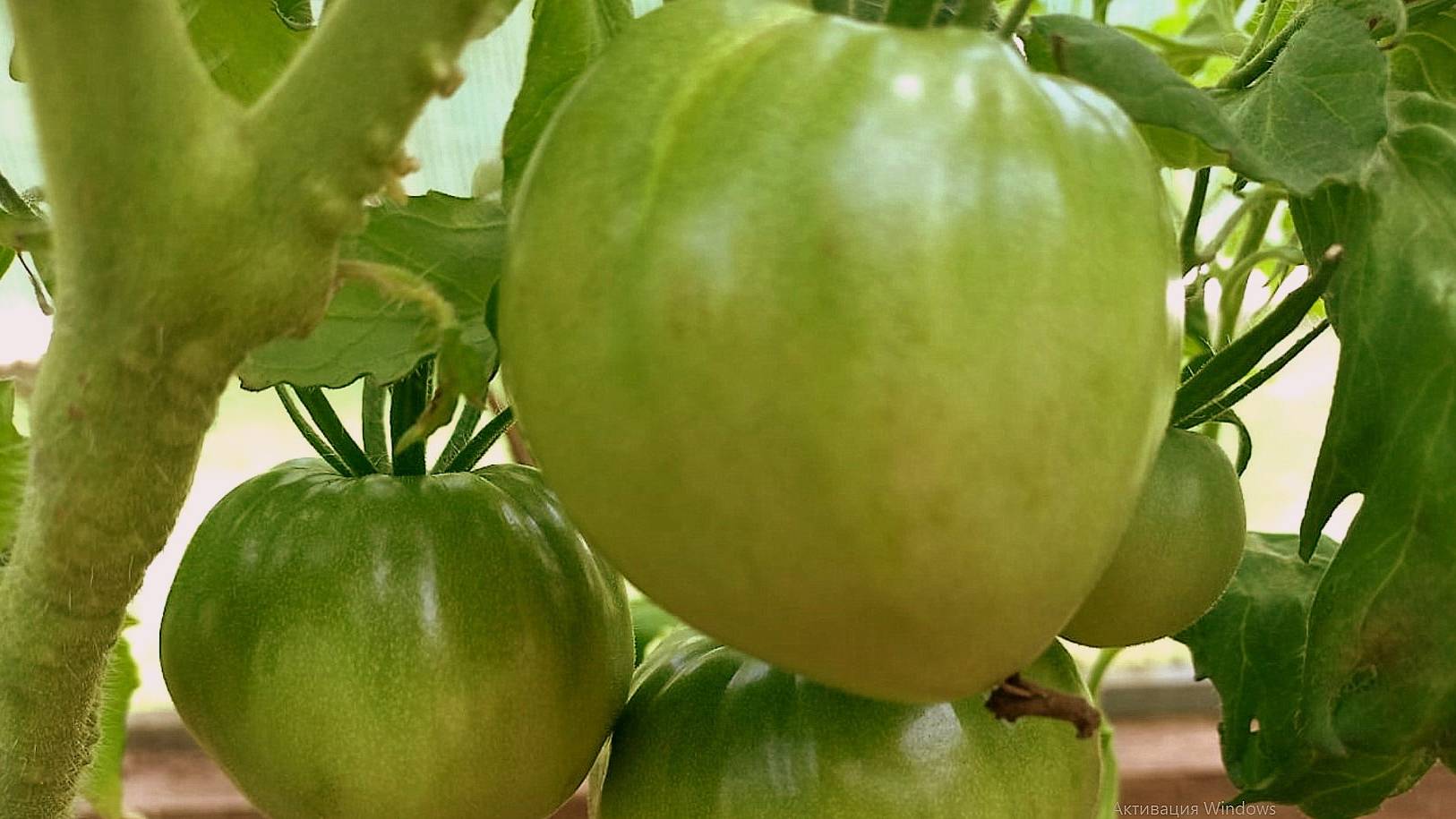 Утро воскресенья. .Сегодня я дежурная по теплице. Что делаю в ней. смотреть онлайн