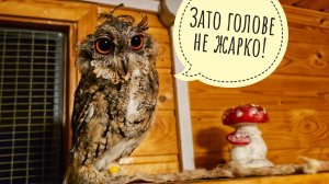 Дёрнула перо из совы Ёлки.  Совки Лютик и Одуванчик продолжают лечение. Не смейтесь над Одуванчиком!