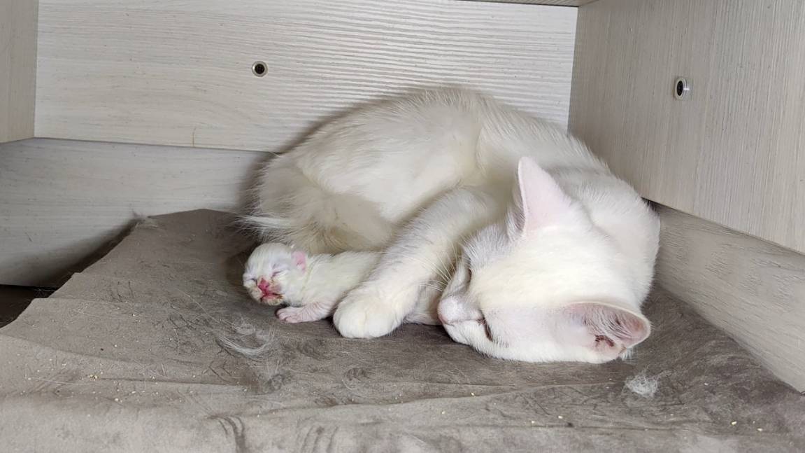 Новорожденный котёнок. День тринадцатый. Мама-кошка разговаривает с новорожденным котёнком. смотреть онлайн