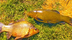 РЫБАЛКА НА ПОПЛАВОК ГУСИНОЕ ПЕРО! КРУПНЫЙ ЛИНЬ И КАРАСЬ! Рыбалка на поплавок в камышах