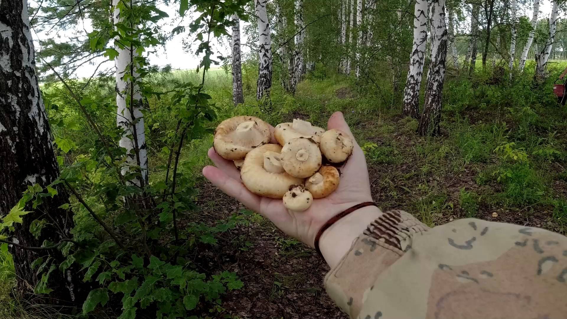 Два ведра Груздей в Июле как с куста Тихая охота в Самарской области