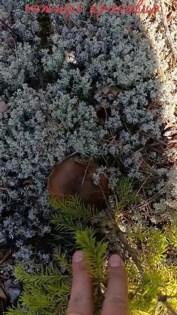 За грибами 👍 смотреть онлайн