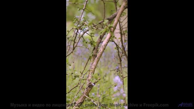 Это видео - как глоток чистого воздуха и энергии! - The Anthropic Cosmological Principle -- Ov Moi O