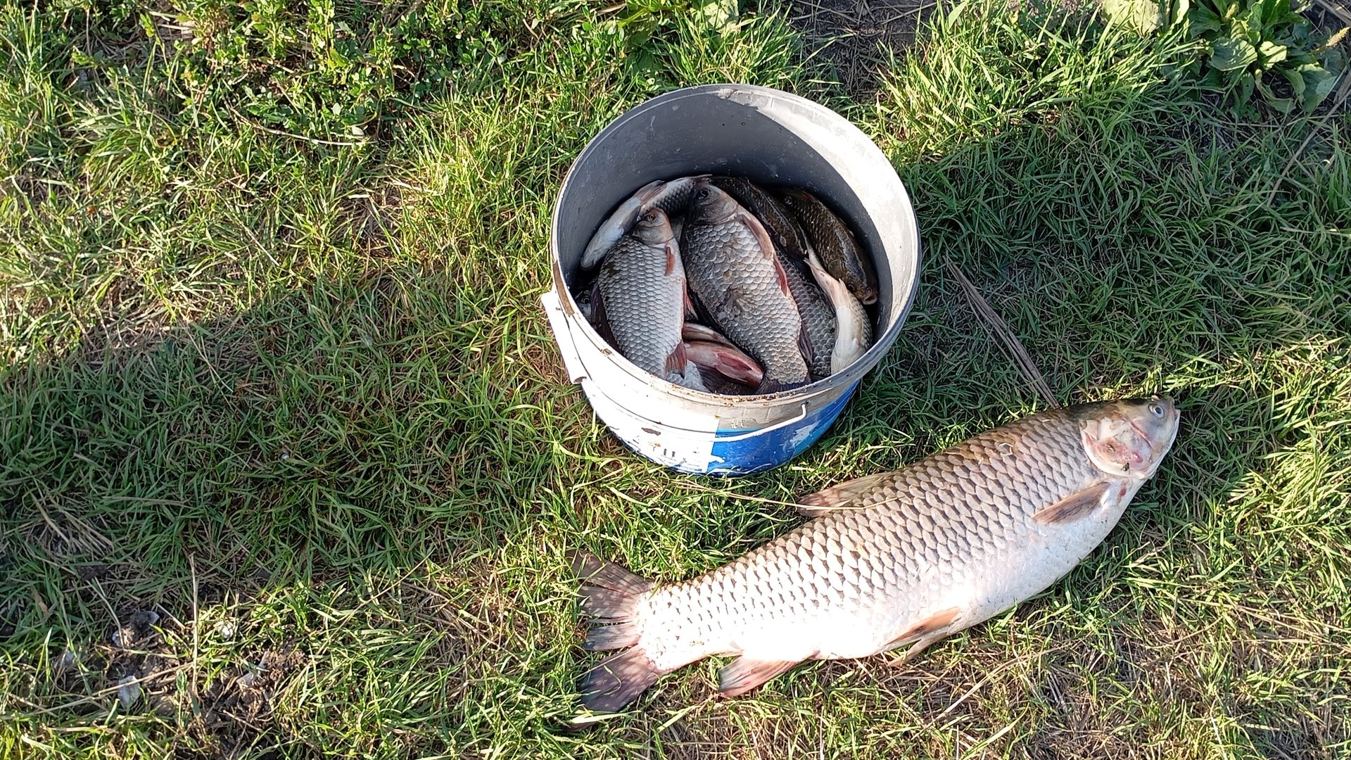 в поисках карпа и амура.