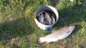 в поисках карпа и амура.