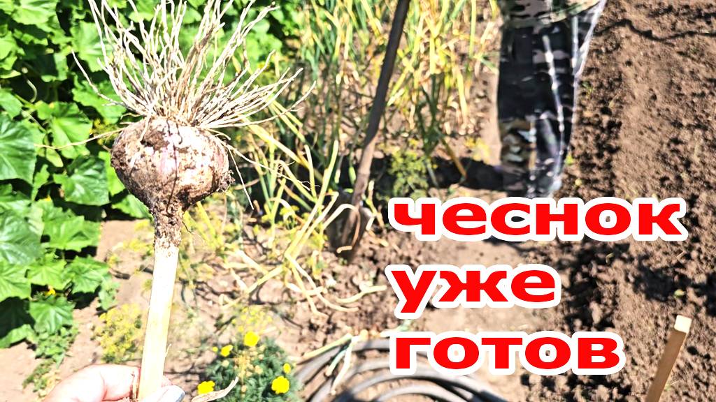 Дача.Вот уже и чеснок выкопали.Съездили в гости.Не заметим и как лето пролетит,а так не хочется смотреть онлайн