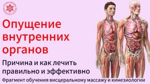 Опущение внутренних органов у человека. Причина и как лечить правильно и эффективно.