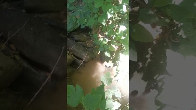 Подготовка к переезду в лес 🌴🌳