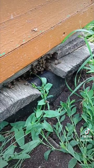 Роёк расстроился 🐝У кого есть совет 🐝❤️ Пишите в комментариях 🐝 смотреть онлайн