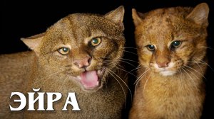 Ягуарунди: Загадочная Кошка | Интересные факты про ягуарунди