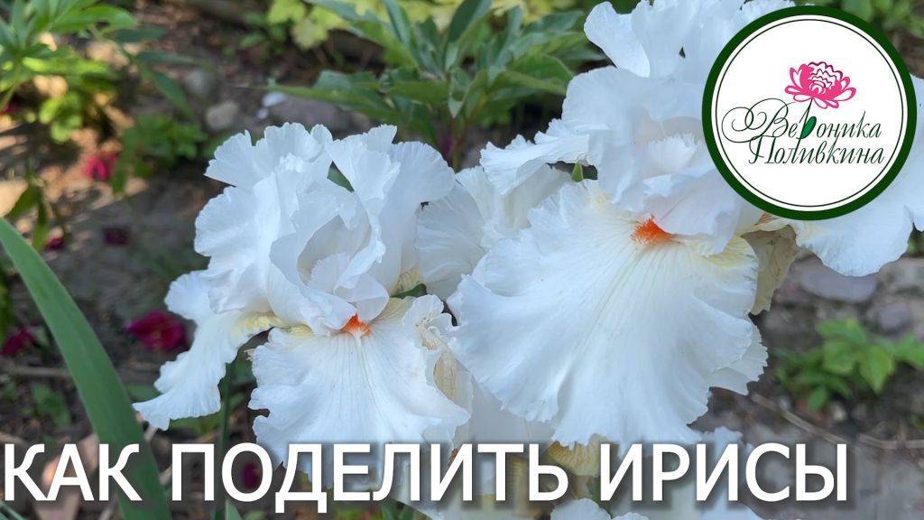 КАК РАССАДИТЬ ИРИСЫ смотреть онлайн