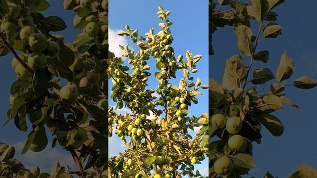 Обо Всем по Чуть-чуть...