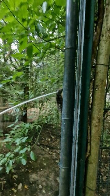 Зоопарк в Германии смотреть онлайн