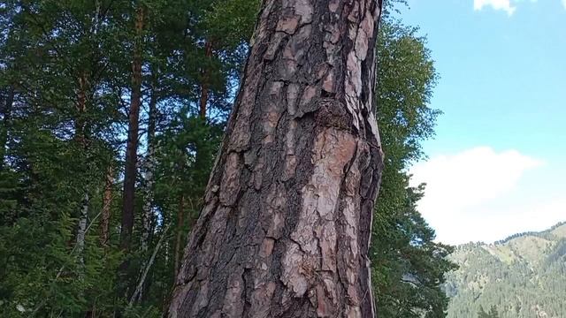 Просто релакс🏞️Горный Алтай❤️ смотреть онлайн