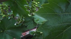 33. Обзор винограда и налив ягод на 13 июля 2025 г.