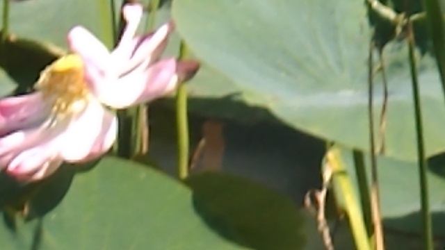 DSCN8178Лотосовый рай бассейн санатория ЛАГА июль 2025