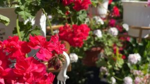 Пеларгония ШЕЛЕСТ КИСЕЛЬНЫЕ БЕРЕГА. Обзор сорта.