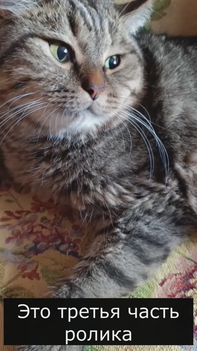 Кот напал на хозяйку смотреть онлайн