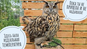 Рассказываю сове Ёлке про Смоленск, показываю кошке Морошке своё секретное место из детства