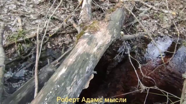Роберт Адамс мысли смотреть онлайн