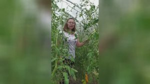 🍅 Как правильно обрезать листья томатов в теплице | Виктория Радзевская