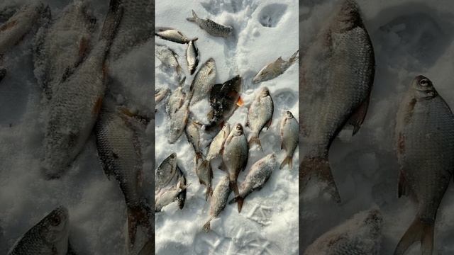 Михалыч с камерой