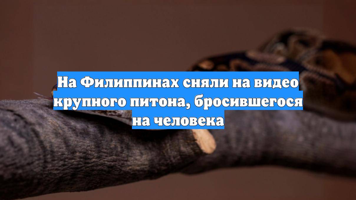 На Филиппинах сняли на видео крупного питона, бросившегося на человека