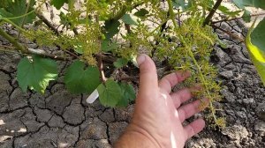 СУПЕР НОВИНКА!!! ЧЁРНЫЙ МУСКАТ (51-13-14). (Калугин В.М.).