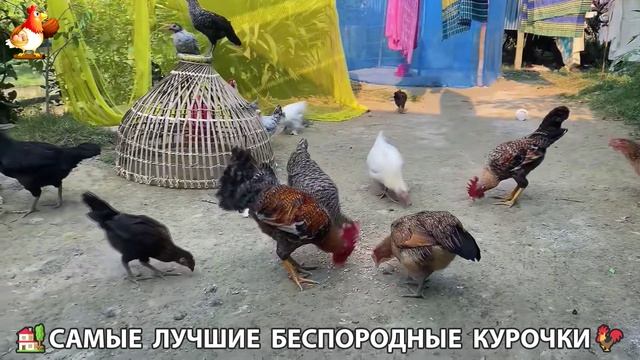 Цыплята и Курочки селяночки лучшие беспородные несушки 🥚 (184) смотреть онлайн