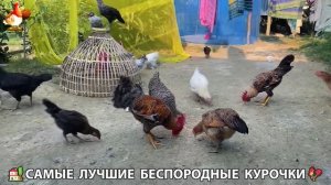 Цыплята и Курочки селяночки лучшие беспородные несушки 🥚 (184)