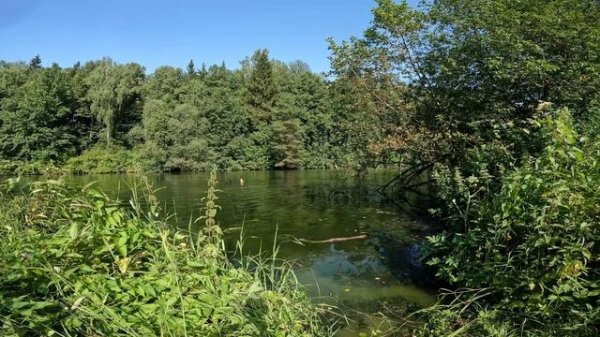 Zevs учится плавать