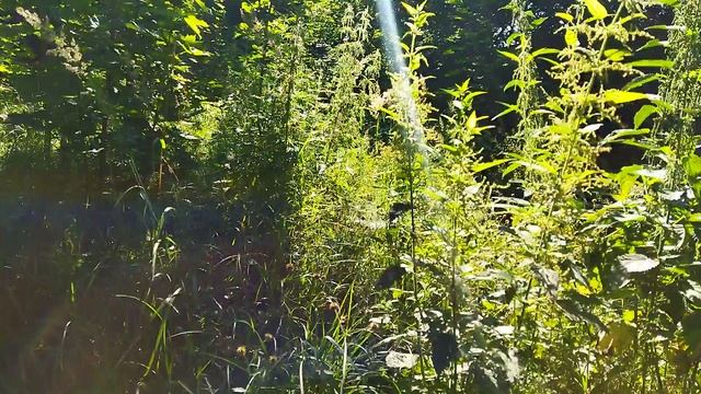 Лес в городе