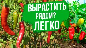 Сладкий и острый перец в одной теплице? ЭТО РЕАЛЬНО!
