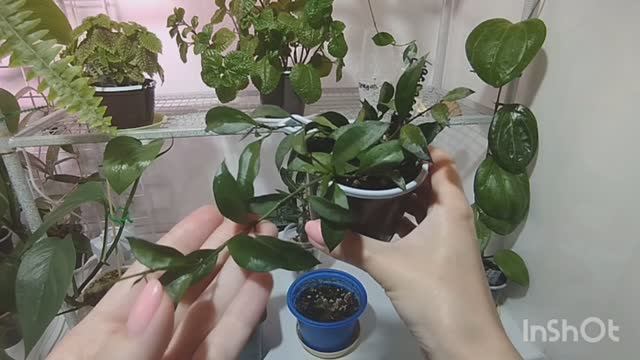 Результаты работы с цветами.🌴🌷🌳🌹