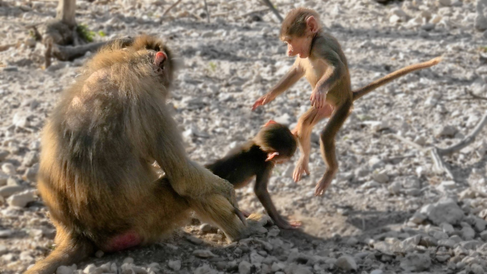 Дед бесчинствует! Прилетело Истерите, аж Марчита отскочила! ИИ путает людей и животных - все равно! смотреть онлайн