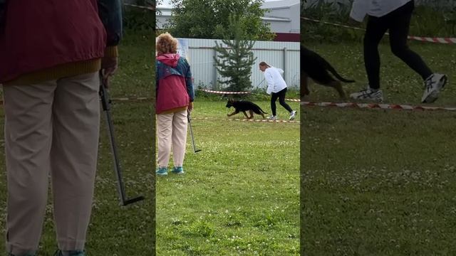 БЕБИ КОБЕЛИ ДШ / КЧК ВОЛОГДА 5 июля`25 В.Киселева Моно немецких овчарок