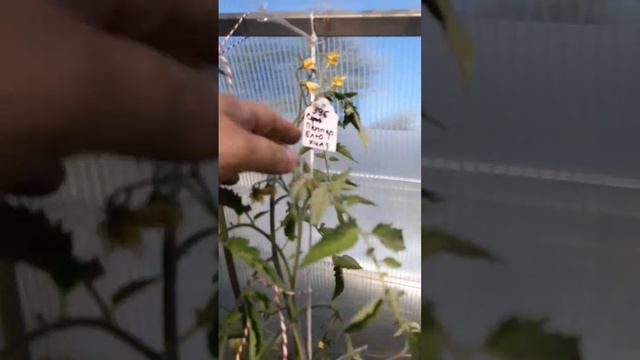 СЕРЖАНТ ПЕППЕР и СОРТА ПОЛУЧЕННЫЕ ОТ НЕГО . ОБЗОР СОРТОВ БЛЮ ХИЛЗ И МЛАДШИЙ СЕРЖАНТ ОТ 10 июля смотреть онлайн