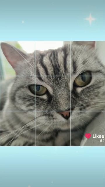 моя любимая кошечка 🥺🥺🥺 я по тебе скучаю, ведь ты в другом городе ❤️❤️❤️ смотреть онлайн