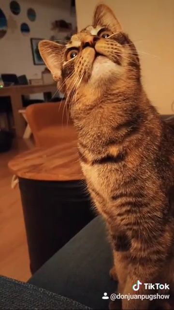 Что у кошки в голове. Мопс и кошка.