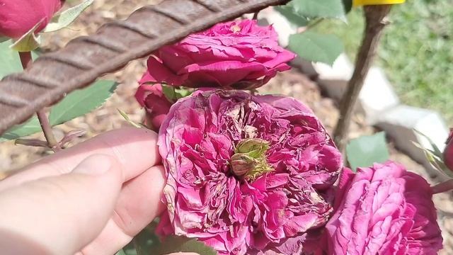 Аномалия - бутоны в бутоне у розы 'Рэд Леонардо да Винчи'. 2025 смотреть онлайн