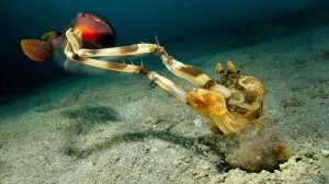 Самый мощный удар в океане принадлежит ему!